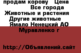 продам корову › Цена ­ 70 000 - Все города Животные и растения » Другие животные   . Ямало-Ненецкий АО,Муравленко г.